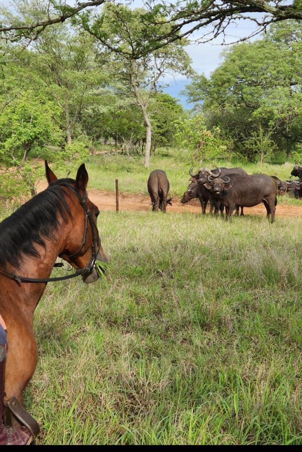 侯斯普瑞特Wild Ride Safaris And Bush Camp别墅 外观 照片